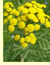 Пижма обыкновенная, глистник, рябинник (Tanacetum vulgare L.) Пижма обыкновенная, глистник, рябинник (Tanacetum vulgare L.)